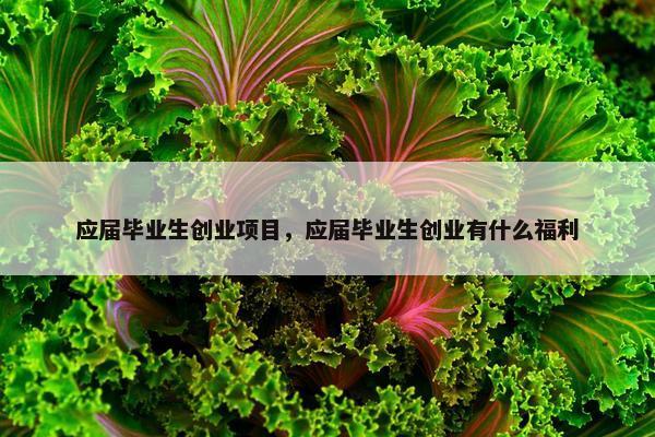 应届毕业生创业项目，应届毕业生创业有什么福利