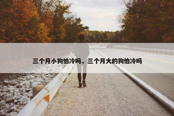三个月小狗怕冷吗，三个月大的狗怕冷吗