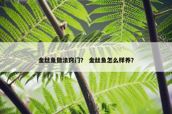 金丝鱼做法窍门？ 金丝鱼怎么样养？