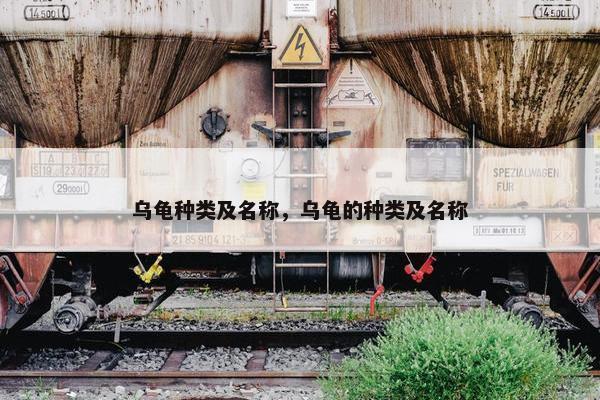 乌龟种类及名称，乌龟的种类及名称