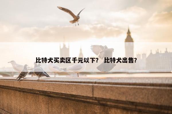 比特犬买卖区千元以下？ 比特犬出售？