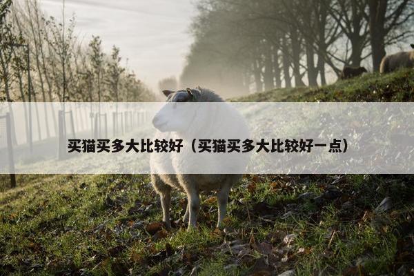 买猫买多大比较好（买猫买多大比较好一点）