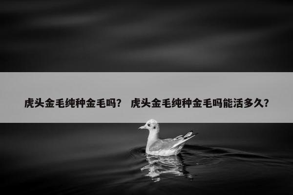虎头金毛纯种金毛吗？ 虎头金毛纯种金毛吗能活多久？