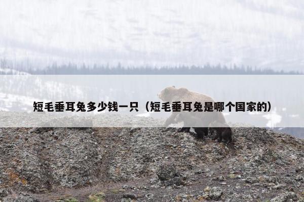短毛垂耳兔多少钱一只（短毛垂耳兔是哪个国家的）