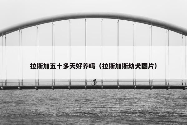 拉斯加五十多天好养吗（拉斯加斯幼犬图片）