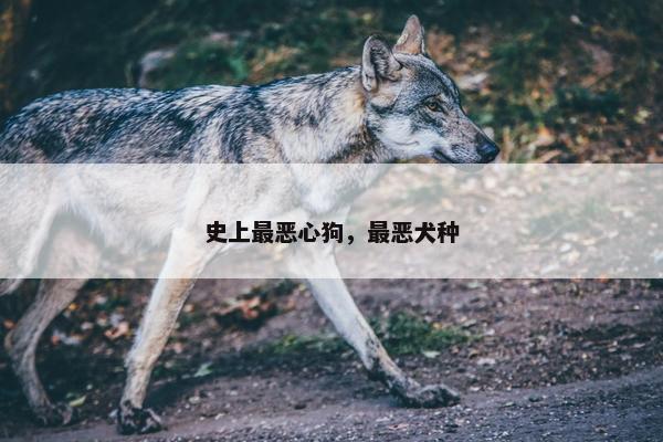 史上最恶心狗，最恶犬种