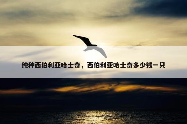 纯种西伯利亚哈士奇,西伯利亚哈士奇多少钱一只